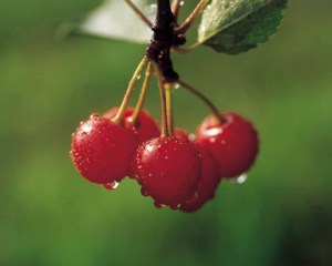 Sour Cherry on tree