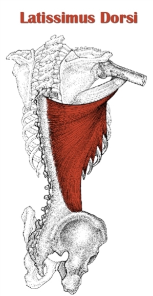 latissimus dorsi: One of the most powerful sprinting muscle. Learn the power of arm drive for sprinting success.