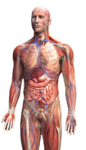 Being lean means so much more than having visible muscle tone