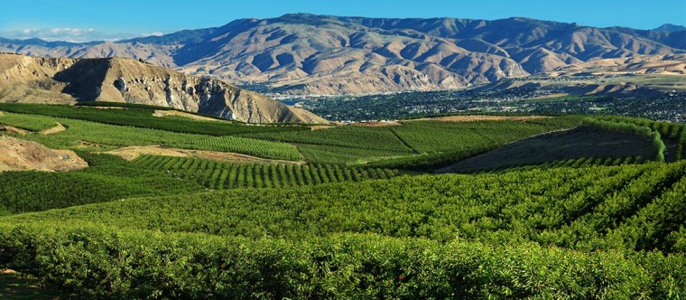 Throughout central Washington, cherries are grown