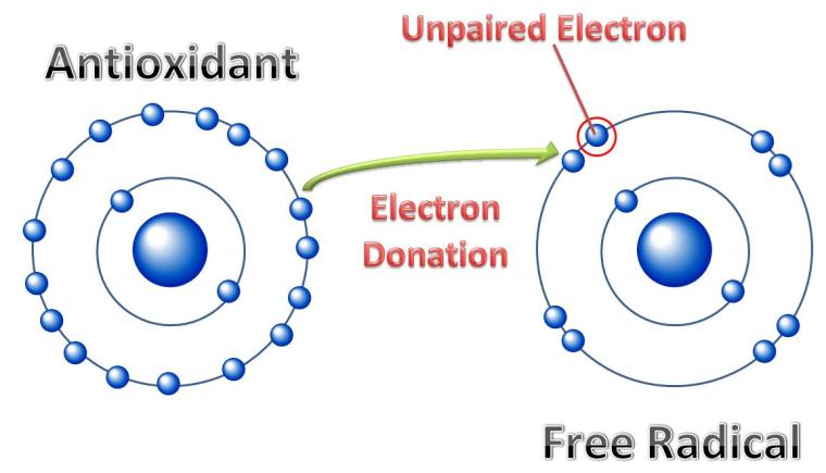 Because we are humans and use oxygen, there are byproducts which are called free radicals. Antioxidants neutralize free radicals. Free radicals are analogous to that which causes cars to form rust. Antioxidants prevent your body from this damage.