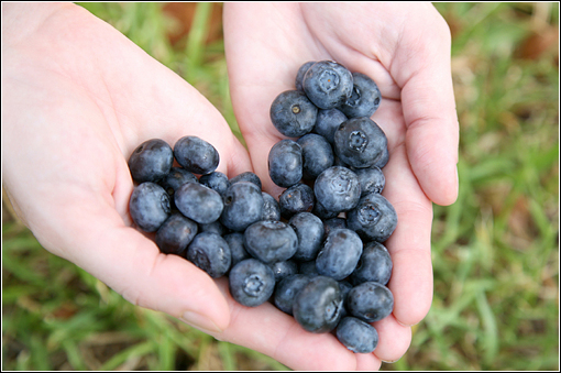 Fuel, work hard, keep calories low to lose weight or keep calories moderate to tone the heck up. 