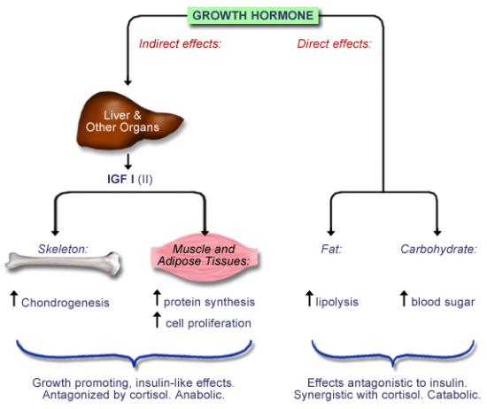 HGH increases fat burning, amongst a host of other beneficial properties.