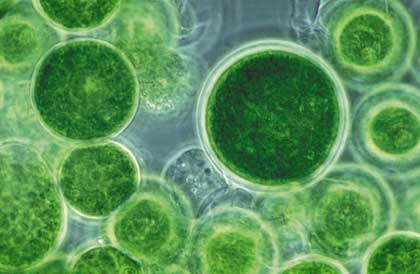 lovemechlorella