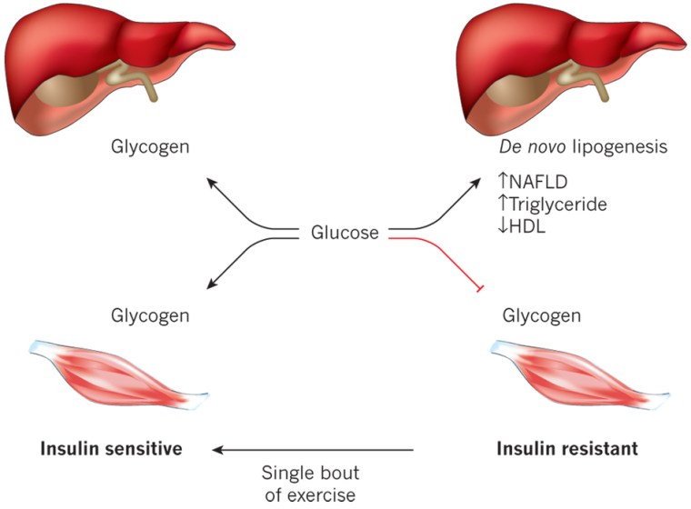 Even a single bout of exercise can improve liver function and markers of health. Liver is one of your most important fat burning organs (also why not to drink alcohol in excess)