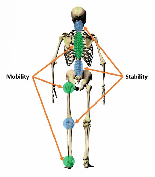 mobilitystabilityspine.jpg