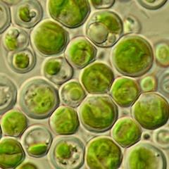 lookslikelittlepeas